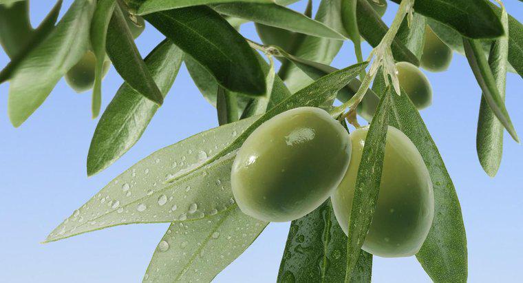 ¿Con qué frecuencia se riega un olivo?