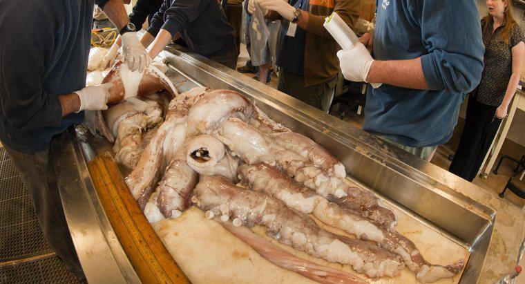 ¿Cuál es la vida útil de un calamar gigante?