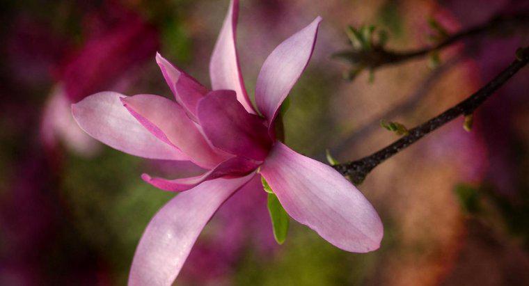 ¿Cuándo florecen las magnolias?