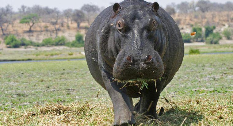 ¿Qué aspecto tiene un hipopótamo?