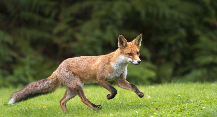 ¿Qué tan rápido puede correr un zorro?