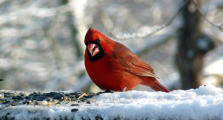 ¿Qué comen los cardenales?