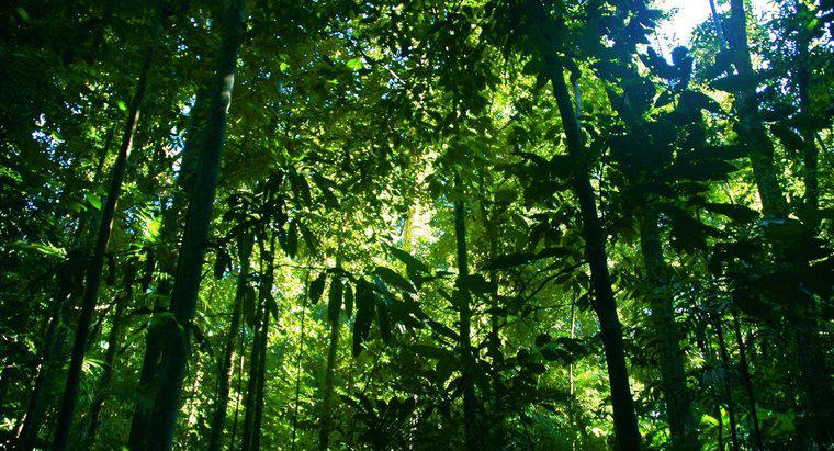 ¿Cuántas selvas tropicales quedan en el mundo?