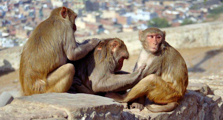 ¿Cuál es el ciclo de vida de un mono?