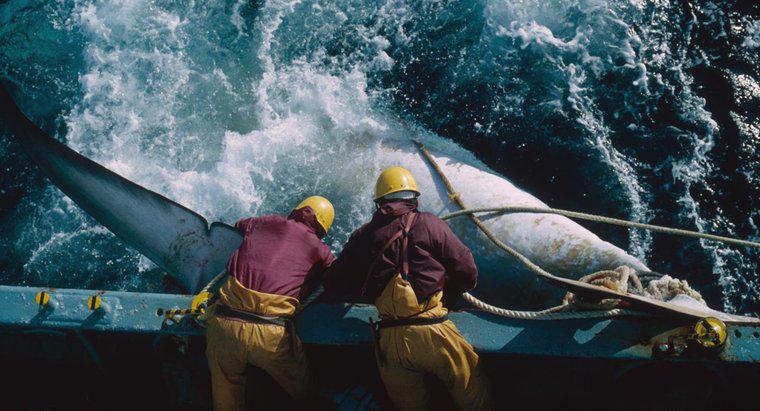 ¿Cuáles son las desventajas de la caza de ballenas?