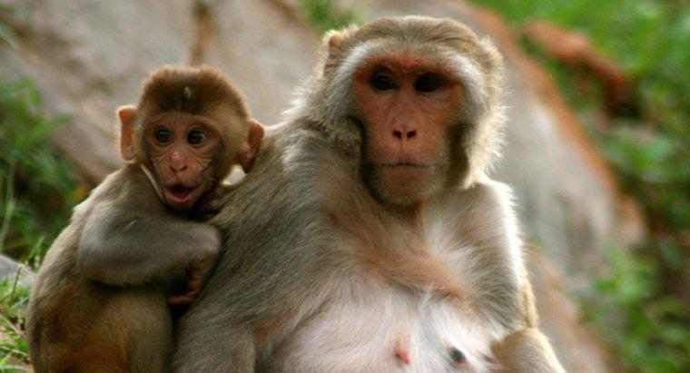 ¿Cuánto tiempo vive un mono?