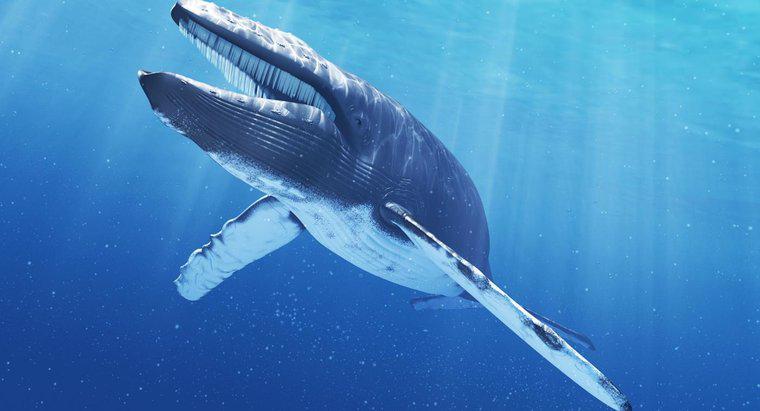 ¿Cuánto pesa la lengua de una ballena azul?