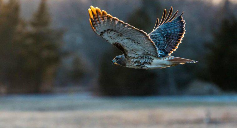 ¿Qué tipos de halcones viven en América del Norte?