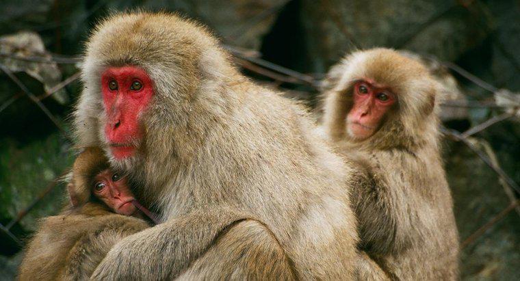 ¿Cuál es la población de monos en el planeta?