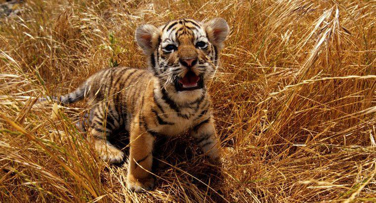 ¿Qué color de ojos tienen los tigres bebé?