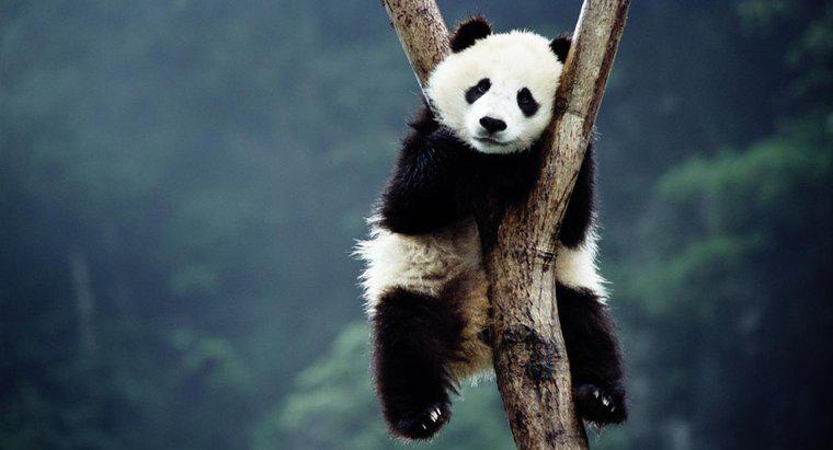 ¿Por qué los pandas gigantes se están extinguiendo?