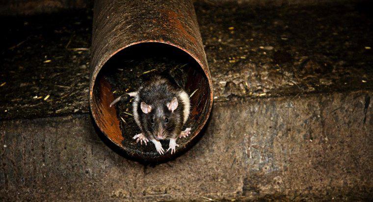 ¿Por qué las ratas son peligrosas para el hombre?