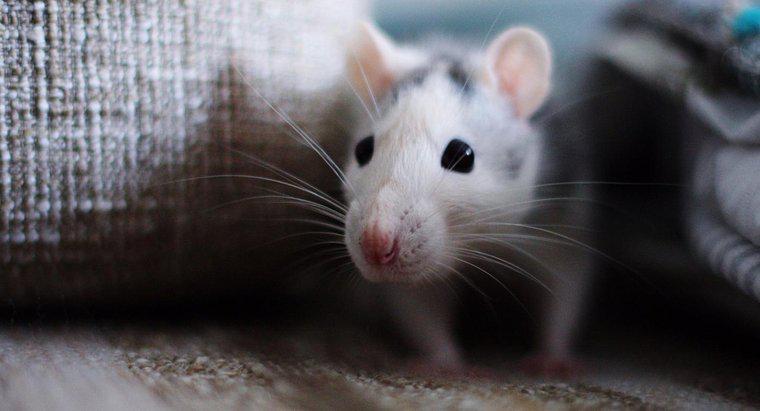 ¿Cómo se deben limpiar los excrementos de ratones?
