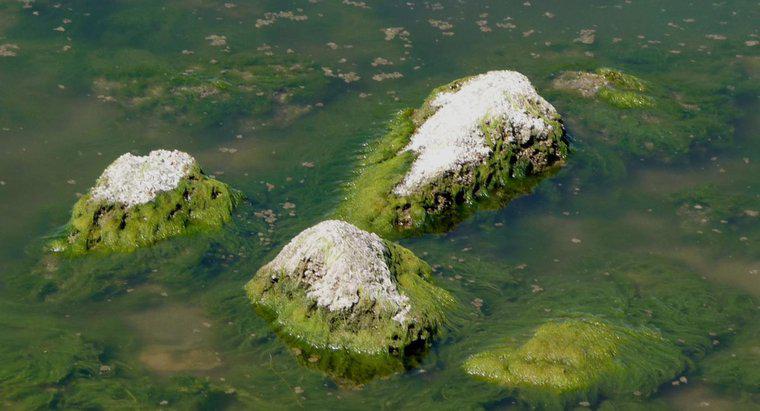 ¿Cuáles son las principales características de las algas?