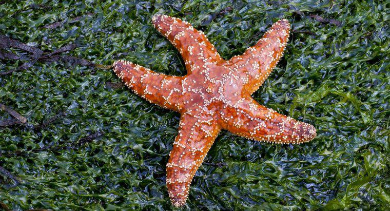 ¿Cómo se mueven las estrellas de mar?