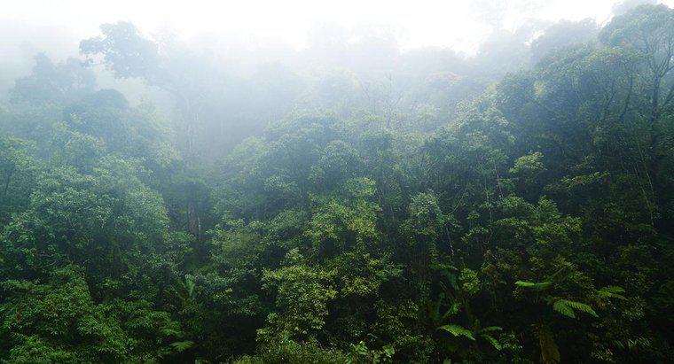 ¿Cuáles son algunas características de las selvas tropicales?