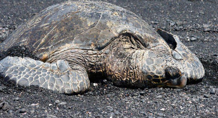 ¿Cuántos años tiene la tortuga marina más vieja?