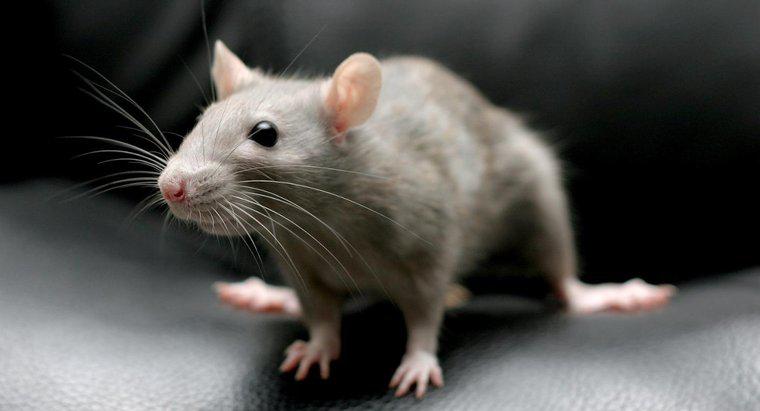 ¿Puedes matar ratas con bicarbonato de sosa?