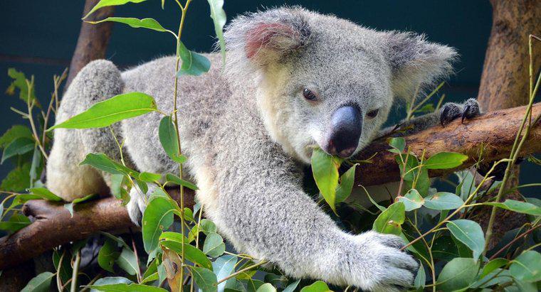 ¿Las hojas de eucalipto consiguen altos osos de koala?