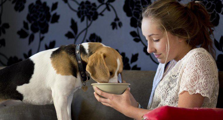 ¿Qué tan pronto debe alimentar a un perro después de que da a luz?