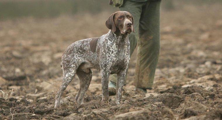 ¿Qué razas de perros hacen buenos perros de caza de cerdo?