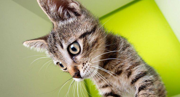 ¿Perderá un gato sin bigotes la sensación de equilibrio?
