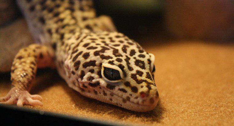 ¿Los Geckos del leopardo pueden comer fruta?