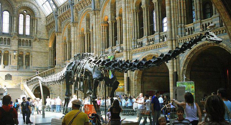 ¿Cuál fue el dinosaurio más largo?