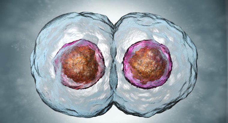 ¿Cómo se comparan las células hijas con las células parentales?