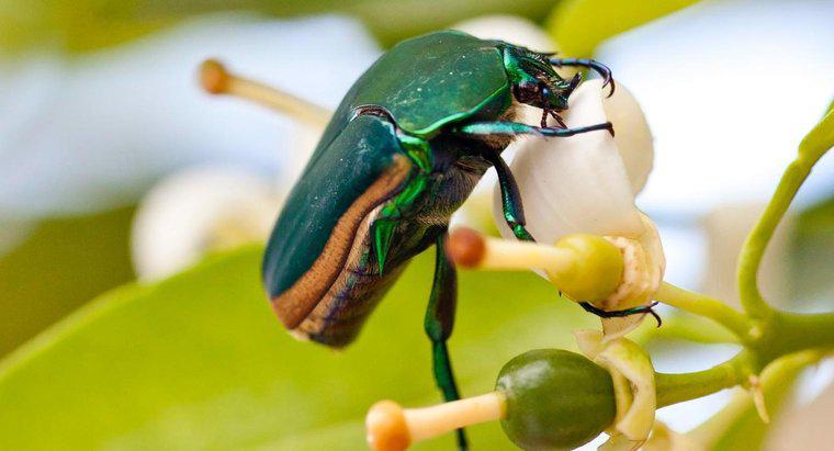¿Cuántas patas tiene un escarabajo?