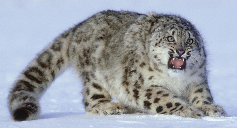¿Puede un leopardo de las nieves ser mantenido como una mascota?