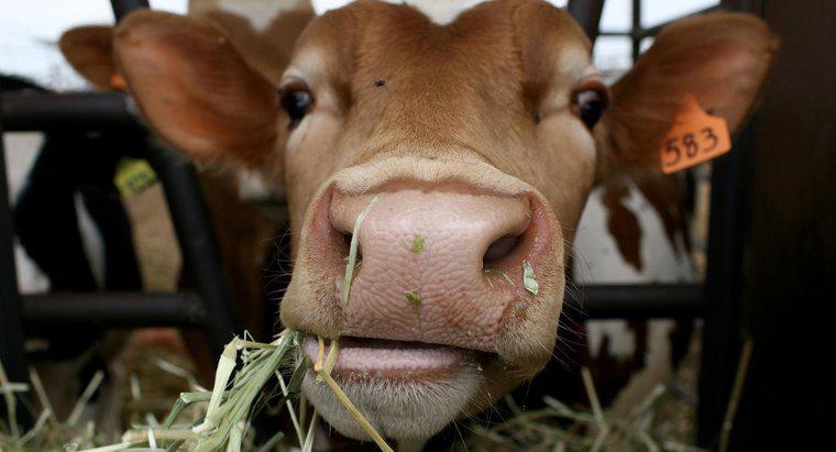 ¿Quién descubrió la leche de vaca?