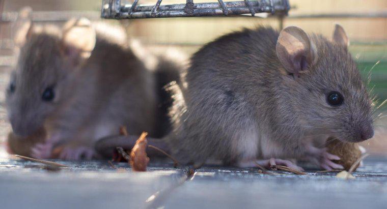 ¿Las ratas comen ratones?