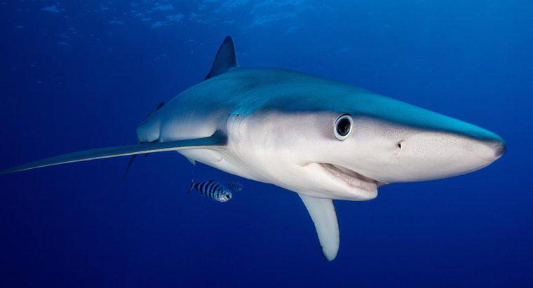 ¿Qué representan los tiburones en los sueños?
