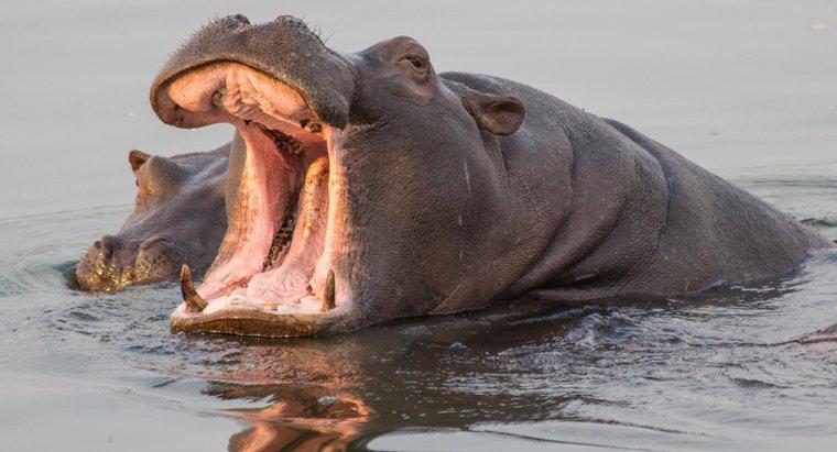 ¿Los hipopótamos comen carne?
