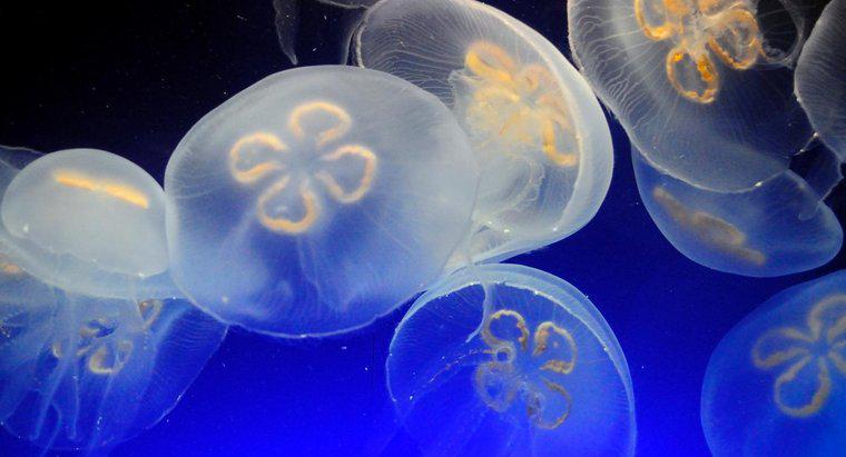 ¿Cómo se mueve una medusa?