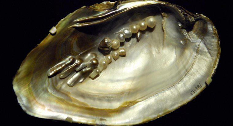 ¿Qué son las perlas de Biwa?
