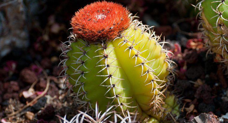 ¿Cuáles son algunos animales que comen cactus?