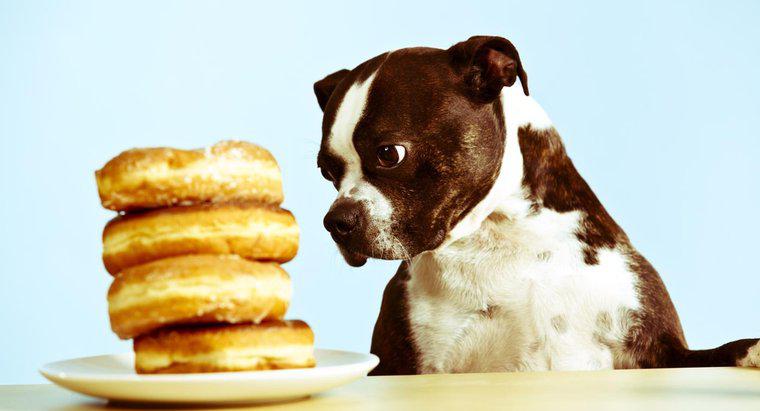 ¿Pueden los perros comer azúcar?