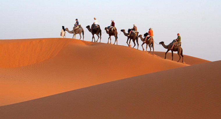¿Por qué los camellos son llamados barcos del desierto?