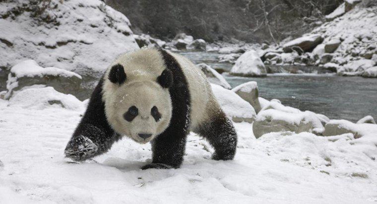 ¿Las pandas hibernan durante el invierno?