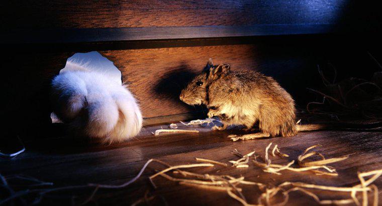 ¿Cómo encajan los ratones a través de pequeños agujeros?