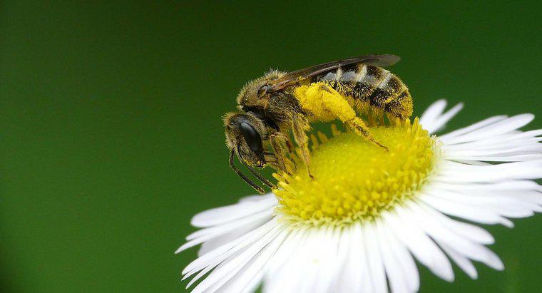 ¿Cuáles son los beneficios para la salud de polen de abeja?