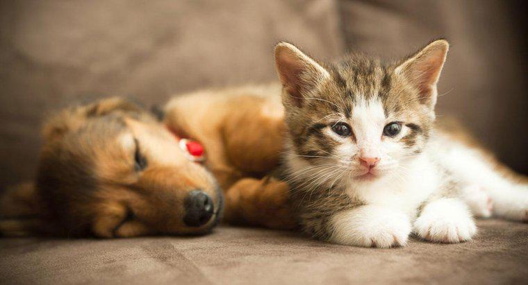 ¿Pueden un gatito y un cachorro convertirse en amigos?