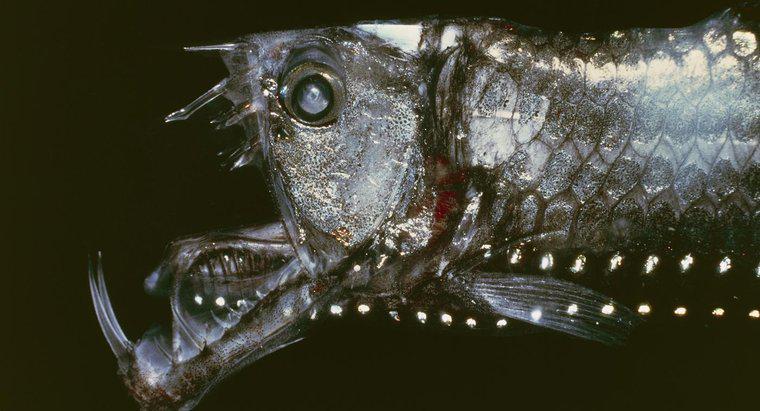 ¿Cuáles son los nombres de algunas criaturas de mar profundo de miedo?