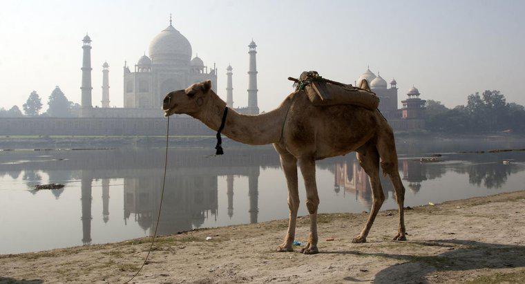 ¿Cuánto tiempo puede un camello ir sin agua?