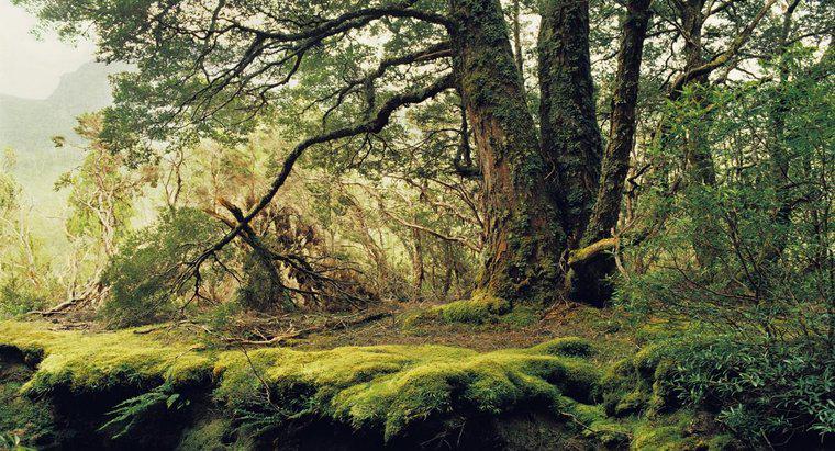 ¿Cuáles son algunos de los factores abióticos en el bosque templado?