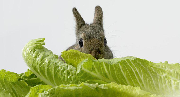 ¿Pueden los conejos comer lechuga?
