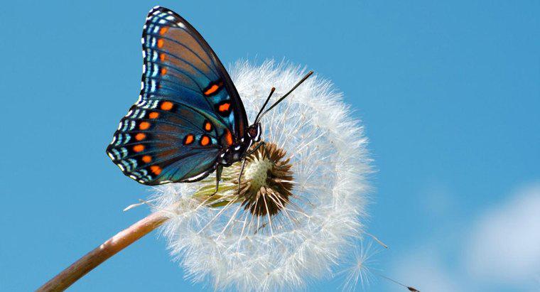 ¿Cuáles son los diferentes tipos de mariposas?