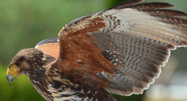 ¿Qué es un halcón macho llamado?